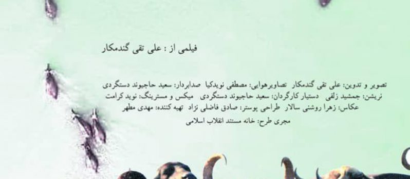 پوستر مستند کوتاه گاومیش حیوان نجیبی است به کارگردانی علی تقی گندمکار